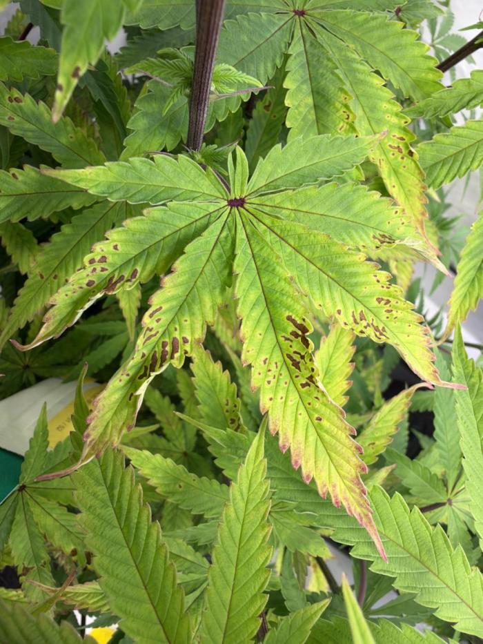 Cipher, umami, Ethos. Week 7