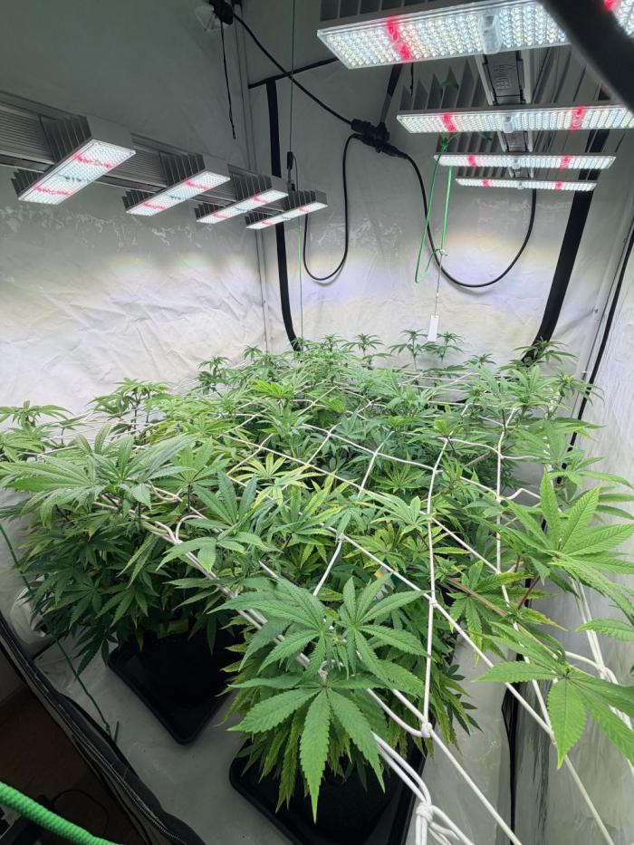 Cipher, umami, Ethos. Week 8