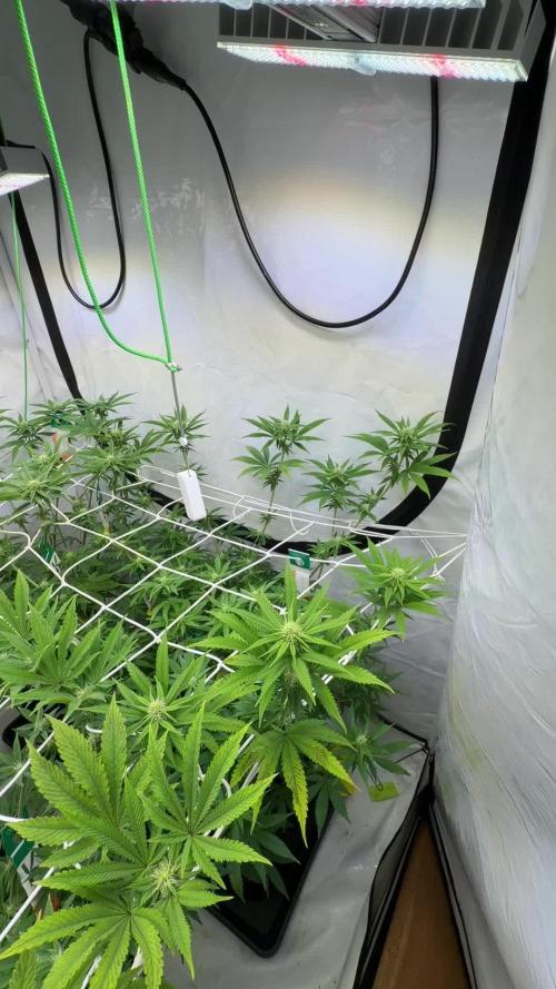 Cipher, umami, Ethos