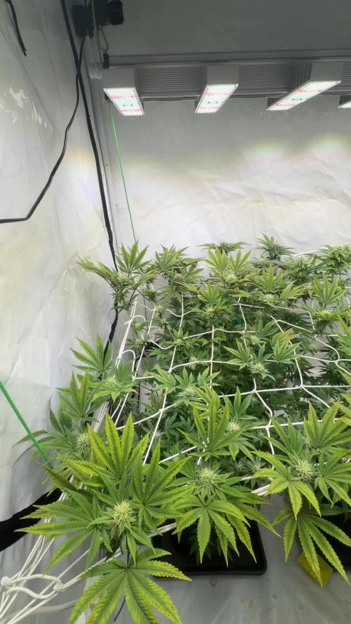 Cipher, umami, Ethos