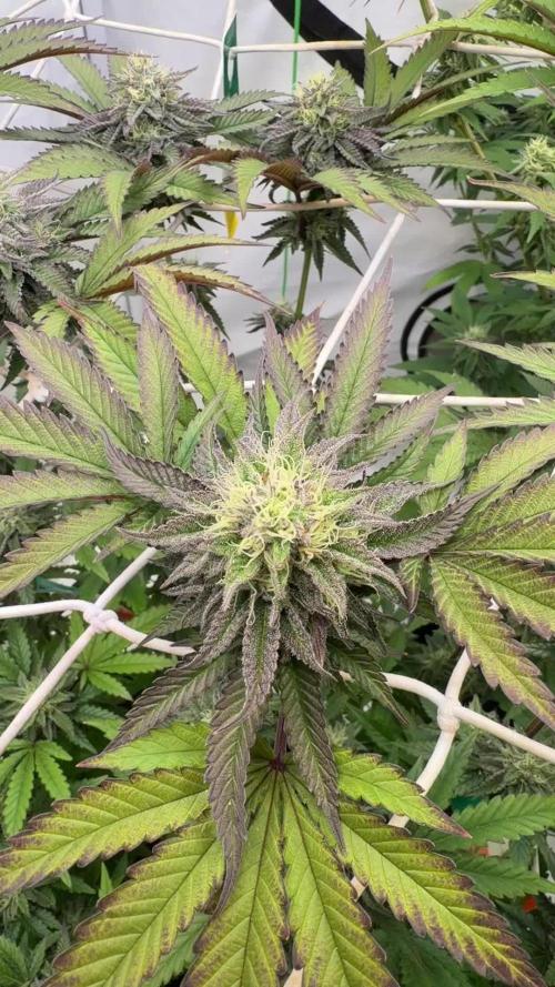 Cipher, umami, Ethos