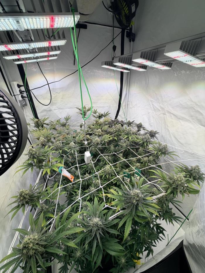 Cipher, umami, Ethos. Week 12