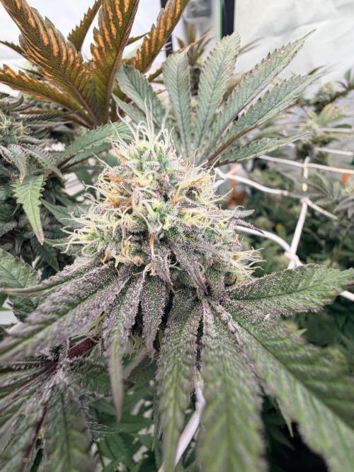 Cipher, umami, Ethos. Week 13 - Fanta-sea 