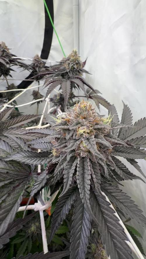 Cipher, umami, Ethos