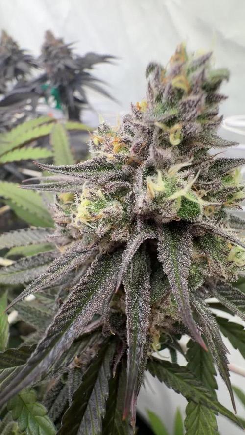 Cipher, umami, Ethos