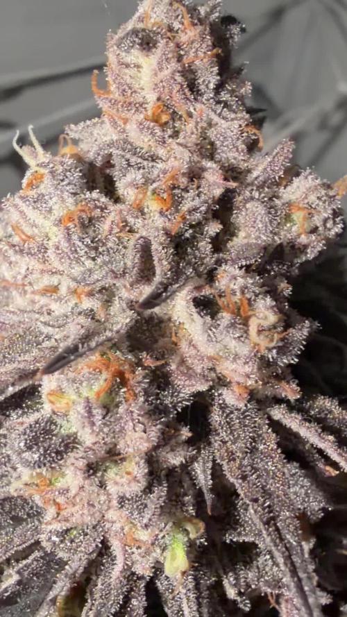 Cipher, umami, Ethos