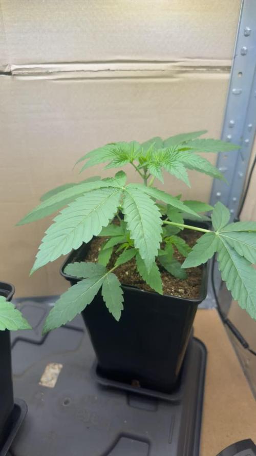 Black Oishii. Week 3
