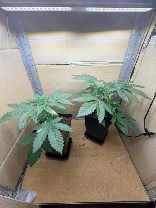 Black Oishii. Week 4