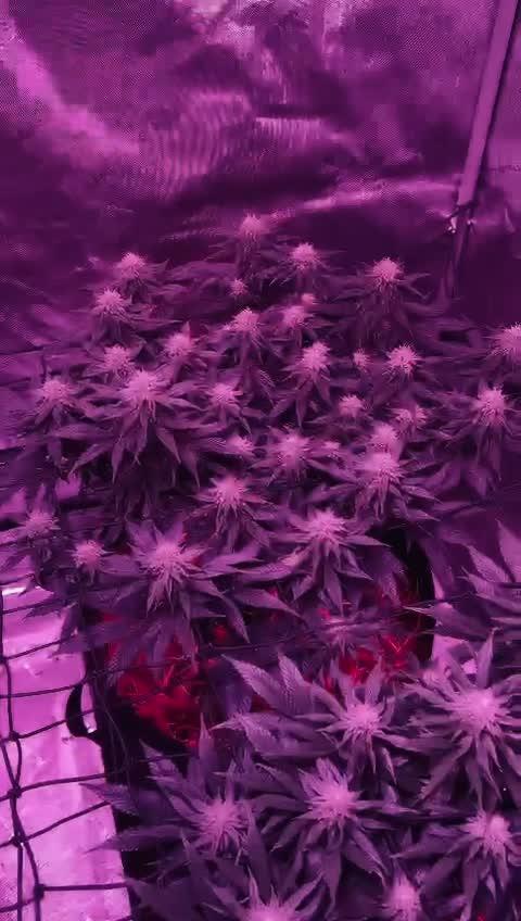 Cash Cow - Anesia Seeds