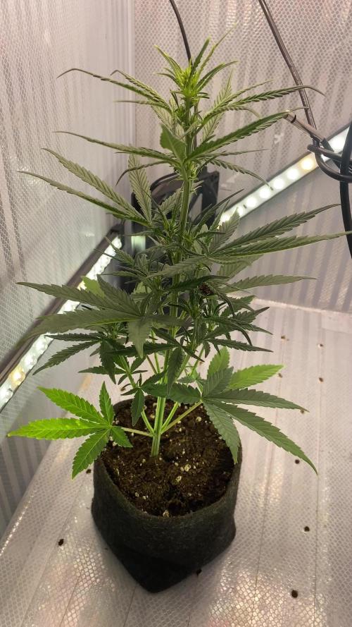 DIY IKEA Cabinet grow.