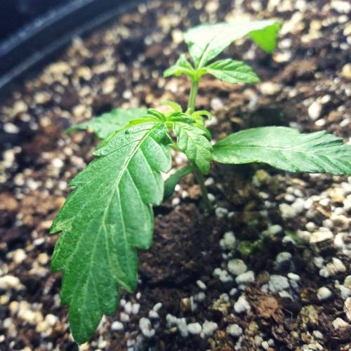 AUTO MAGNUM - BUDDAH SEEDS. Week 3 - - Day 21 -