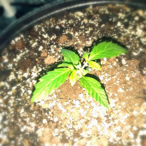 AUTO MAGNUM - BUDDAH SEEDS. Week 3 - - Day 21 -