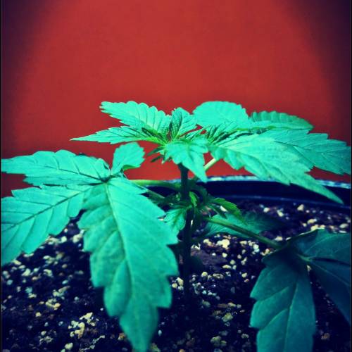 AUTO MAGNUM - BUDDAH SEEDS. Week 4 - - Day 28 -