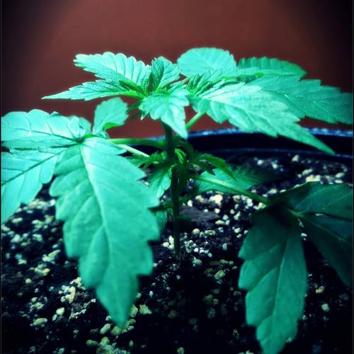 AUTO MAGNUM - BUDDAH SEEDS. Week 4 - - Day 28 -