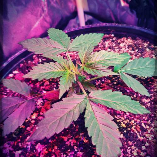 AUTO MAGNUM - BUDDAH SEEDS. Week 4 - - Day 28 -