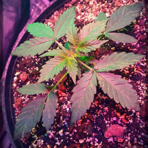 AUTO MAGNUM - BUDDAH SEEDS. Week 4 - - Day 28 -