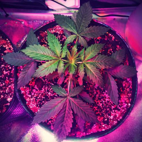 AUTO MAGNUM - BUDDAH SEEDS. Week 5 - - Day 35 -
