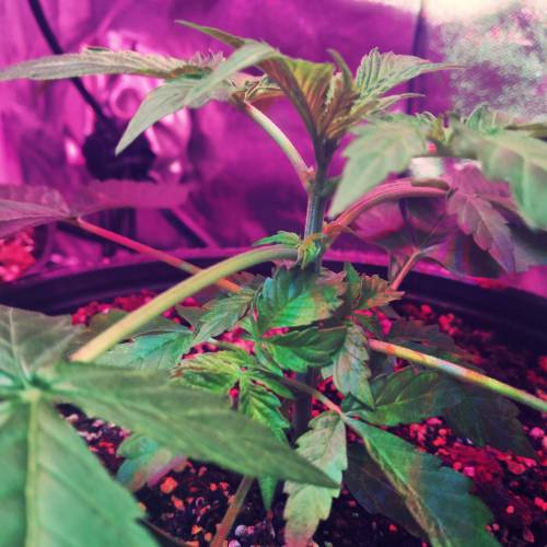 AUTO MAGNUM - BUDDAH SEEDS. Week 5 - - Day 35 -