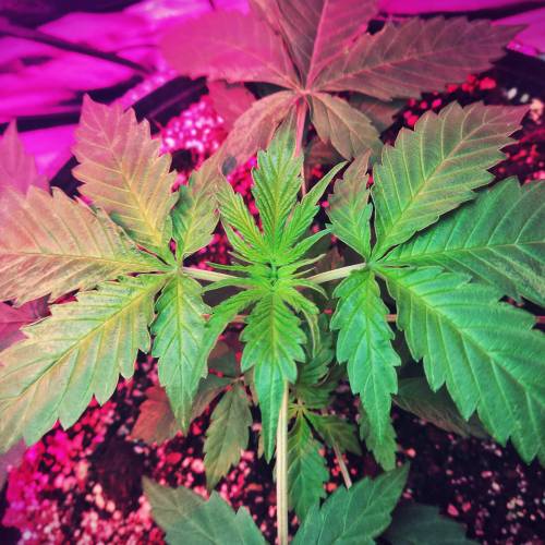 AUTO MAGNUM - BUDDAH SEEDS. Week 5 - - Day 35 -