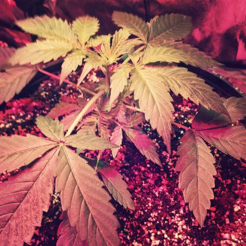 AUTO MAGNUM - BUDDAH SEEDS. Week 5 - - Day 35 -