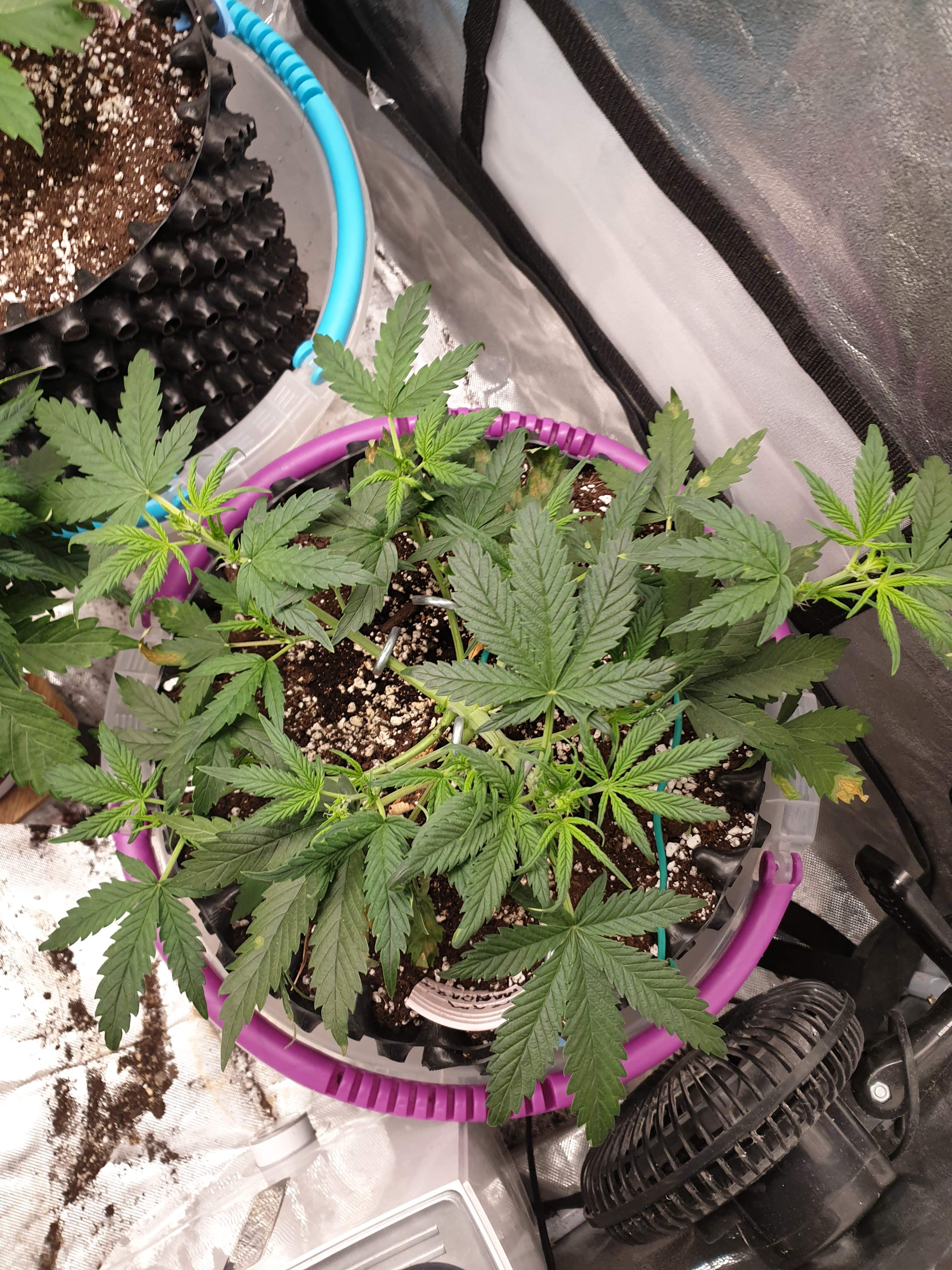 Sweet Seeds Cream Mandarine XL Auto® grow diary (journal) week5 by