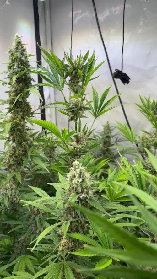 Fastbuds 2025/1