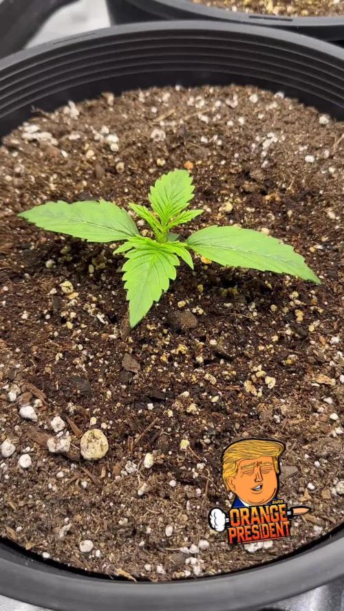 Orange president auto