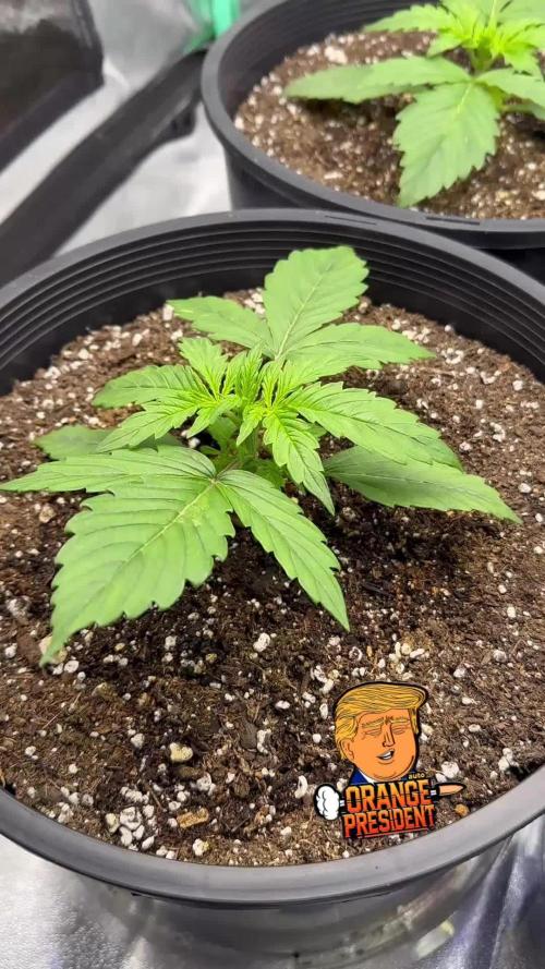 Orange president auto