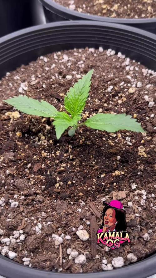 Kamala OG auto