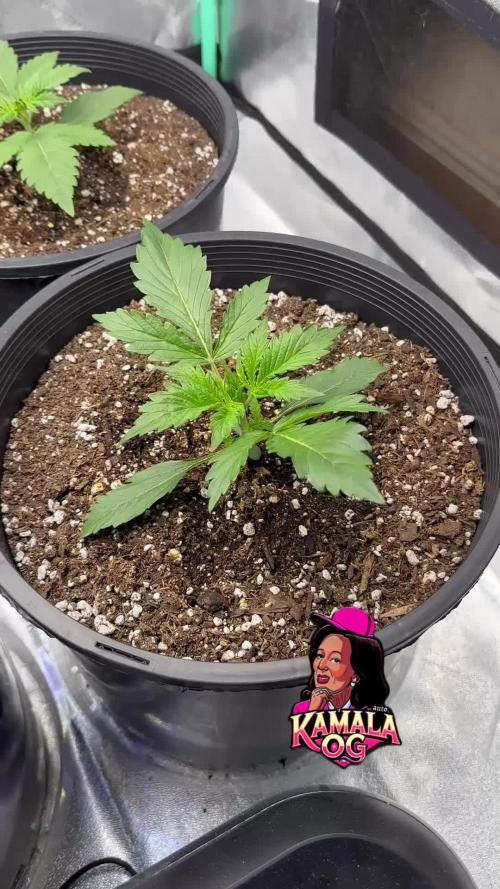 Kamala OG auto