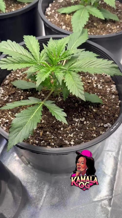 Kamala OG auto