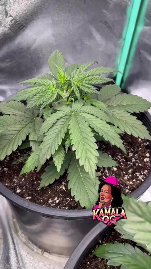 Kamala OG auto