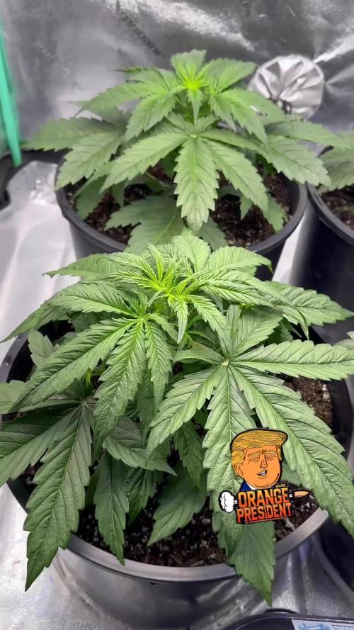Orange president auto