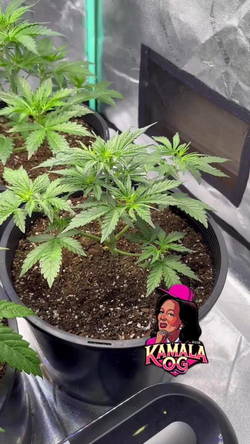 Kamala OG auto