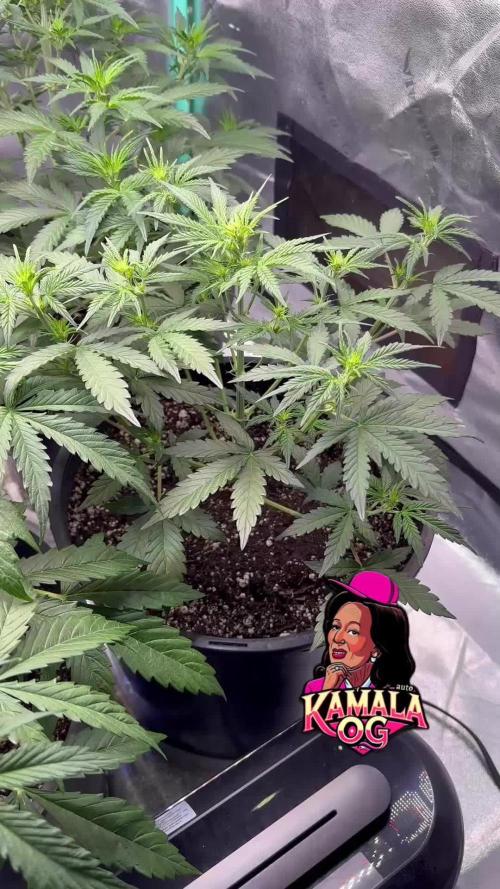 Kamala OG auto