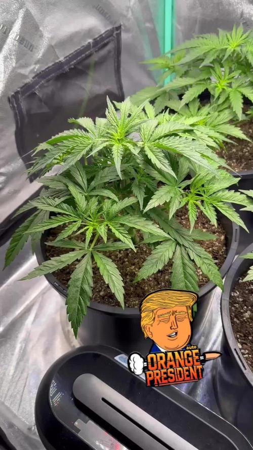 Orange president auto