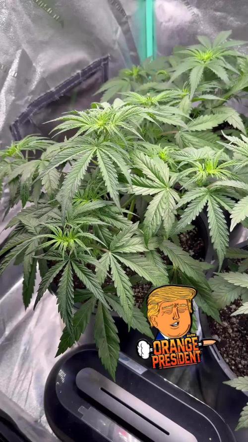 Orange president auto