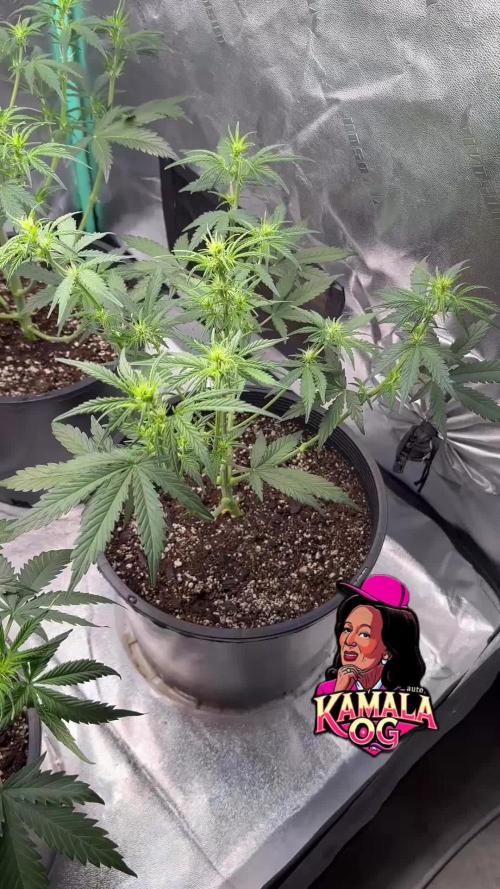 Kamala OG auto