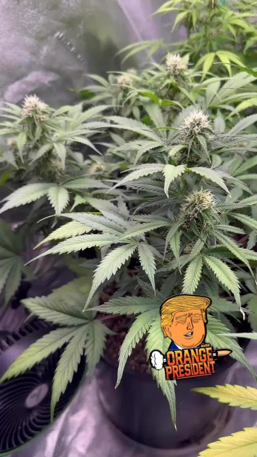 Orange president auto