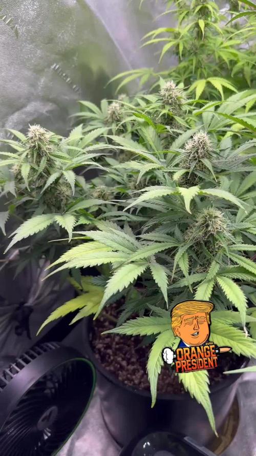 Orange president auto