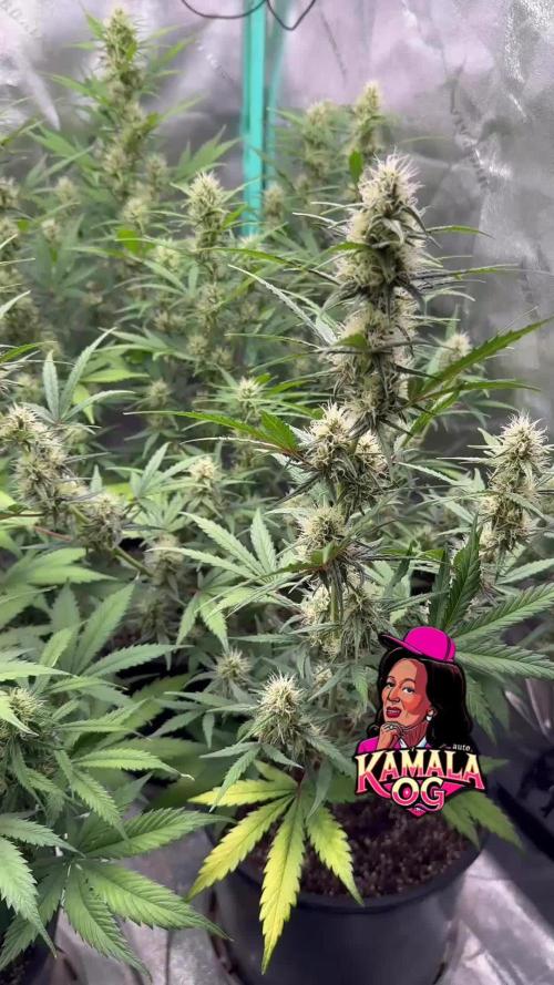 Kamala OG auto