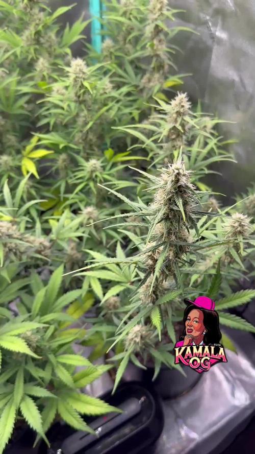 Kamala OG auto