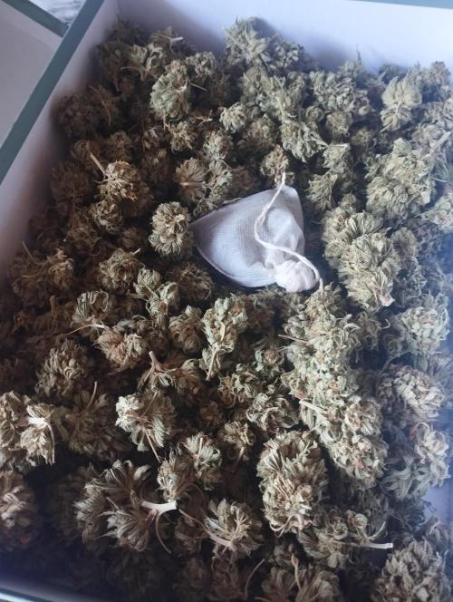 sour diesel '25. Week 25
