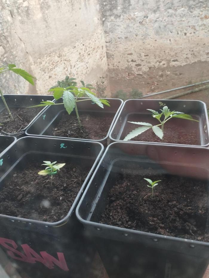 iced sangría triploid f1. Week 2