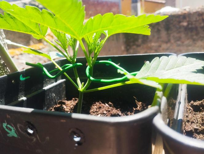 iced sangría triploid f1. Week 3