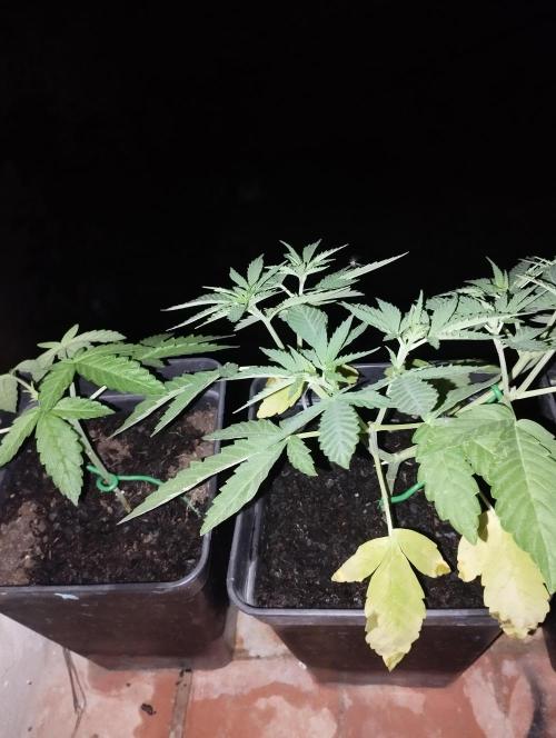RS11 vol. II. Week 8