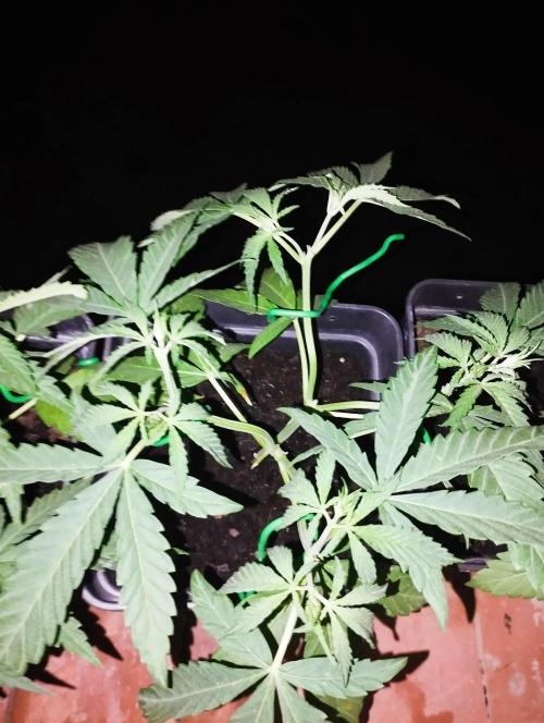 RS11 (Rainbow Sherbert #11). Week 8