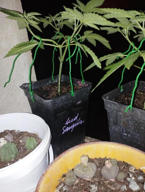 iced sangría triploid f1. Week 5