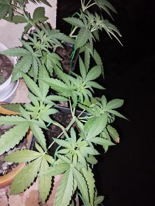 iced sangría triploid f1. Week 5