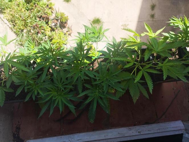 iced sangría triploid f1. Week 6